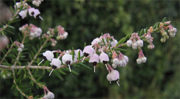 Erica canaliculata