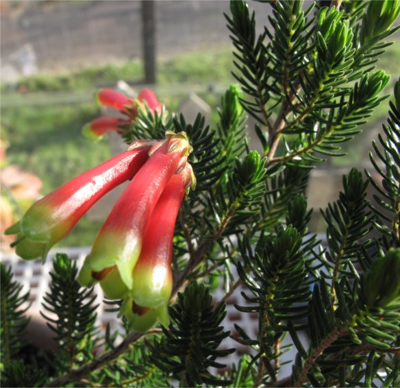 Erica speciosa
