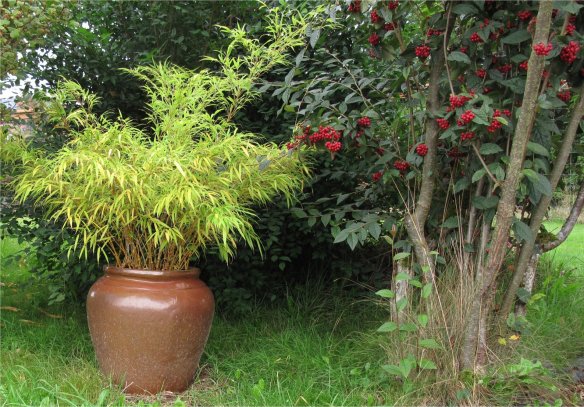 bamboo-red-flowering-currant-catoneaster