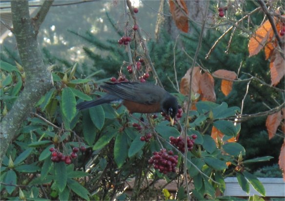 catoneaster lacteus birds1