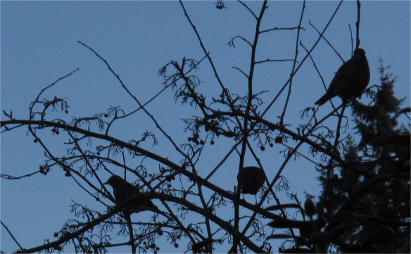 catoneaster lacteus birds2