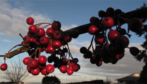 catoneaster lacteus no leaves6