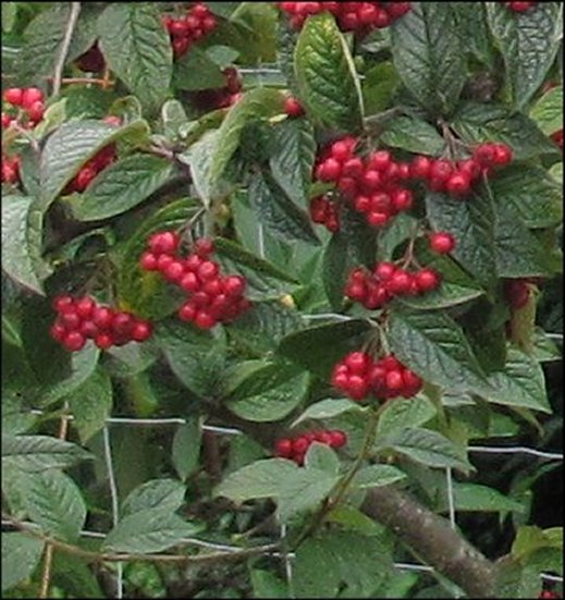 cotoneaster-even-closer