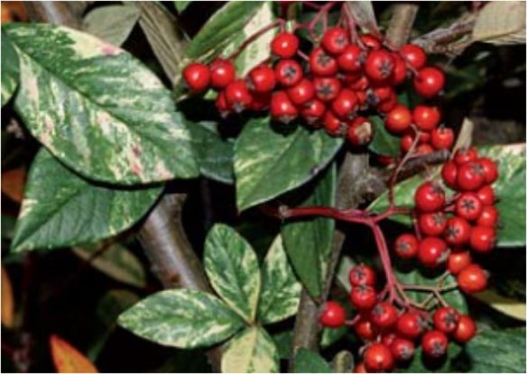 cotoneaster lacteus milkmaid
