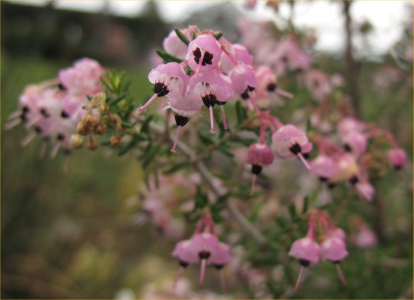 erica caniculata1