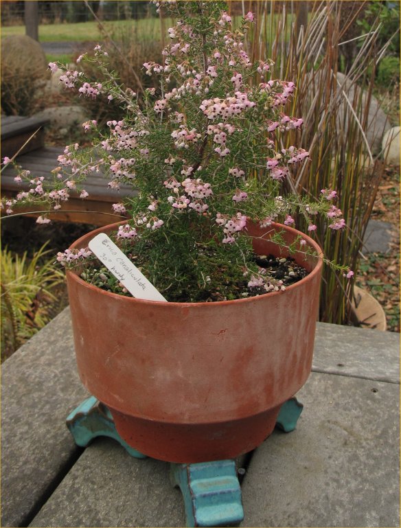 erica caniculata2