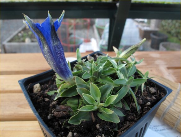 gentian1