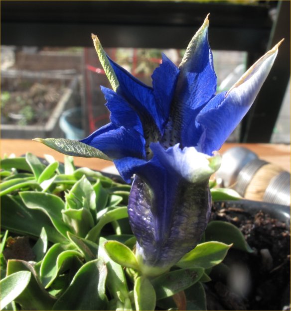 gentian2