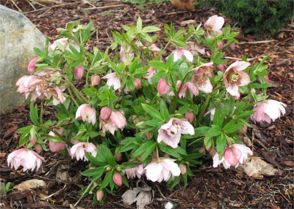 Nodding Hellebore, the Lenten Rose, unknown cultivar