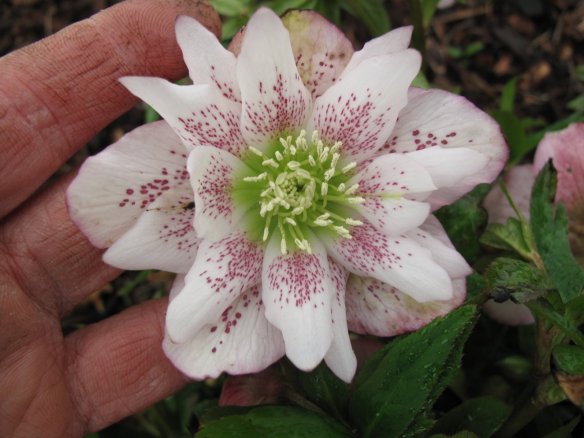 hellebore2