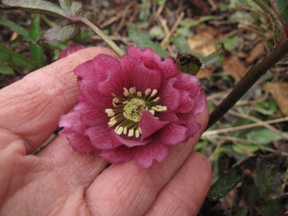 hellebore3