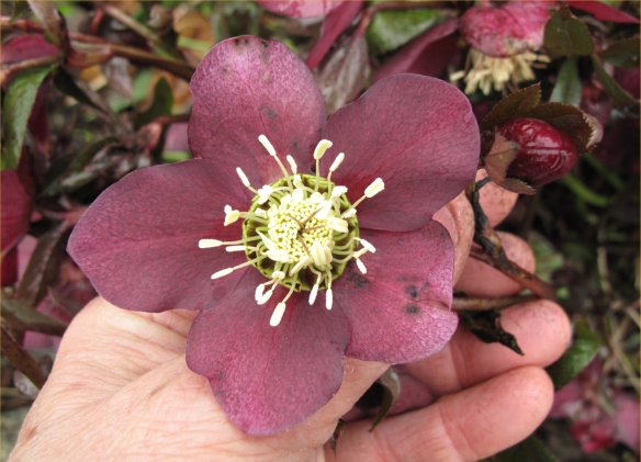 hellebore6