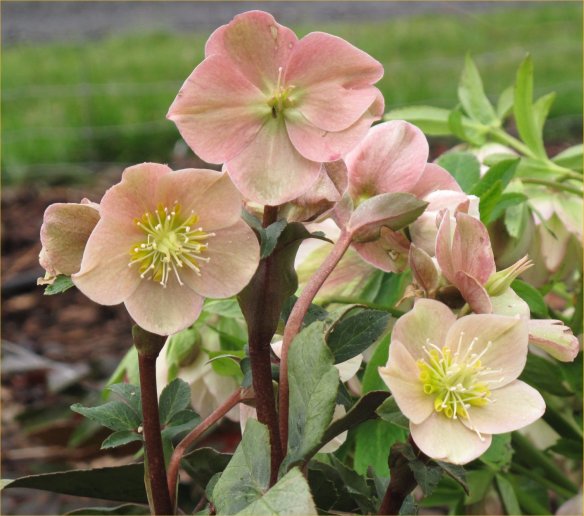 hellebore7