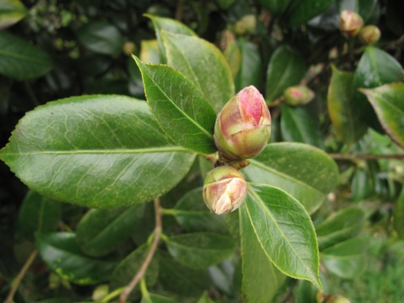 Camellia buds