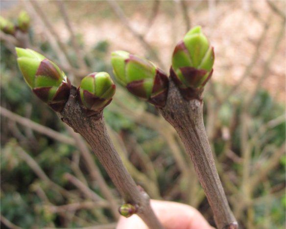 Lilac Buds