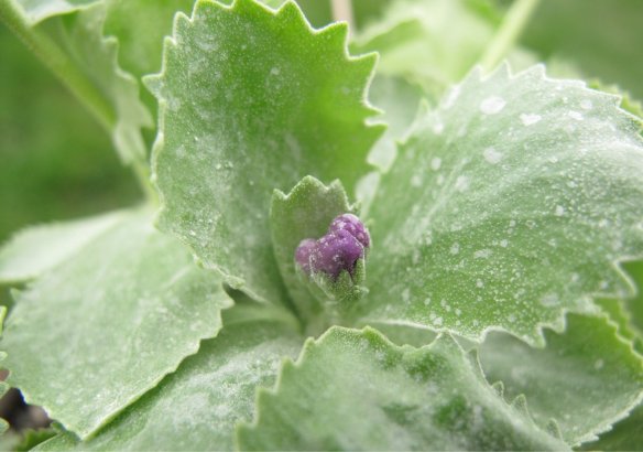 Primula marginata 'Mauve Mist' bud just emerging