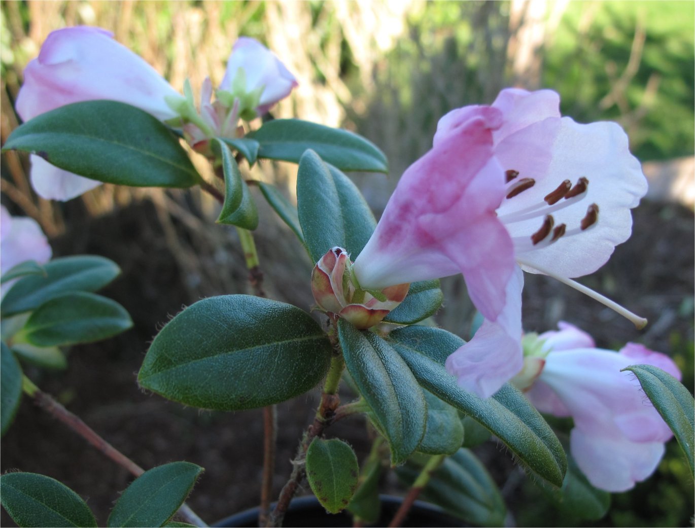 Rhododendron 'Cilpinense' - Arbuste Persistant à Fleurs Blanches Rosées - Hauteur 20-30 Cm En Pot - Floraison Février-mars - Pour Sol Acide Et Mi-ombre