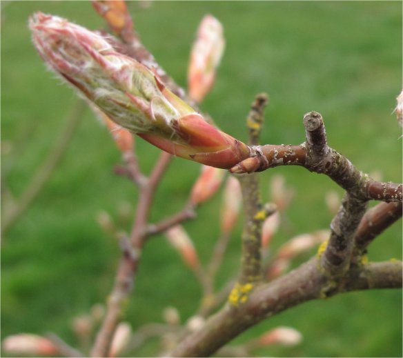 serviceberry bud