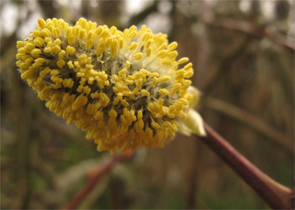 willow bud bloom