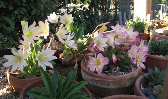 Lewisia Cultivation1
