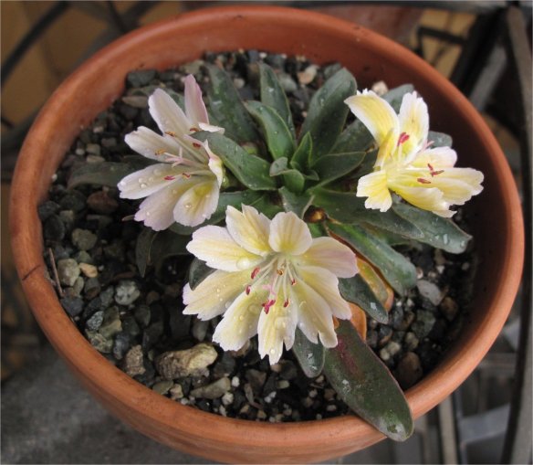 An Ashwood Hybrid grown from seed sown in 2010