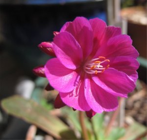 Lewisia Cultivation4
