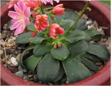 Lewisia cotyledon