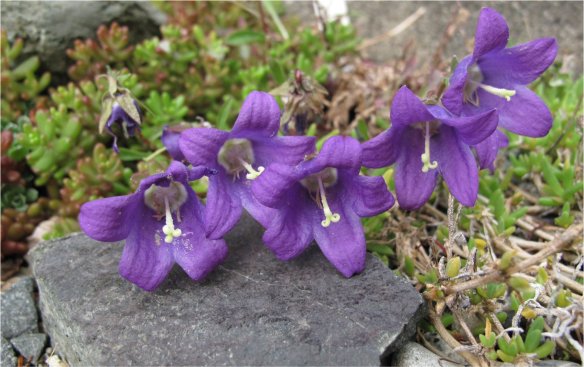 campanula