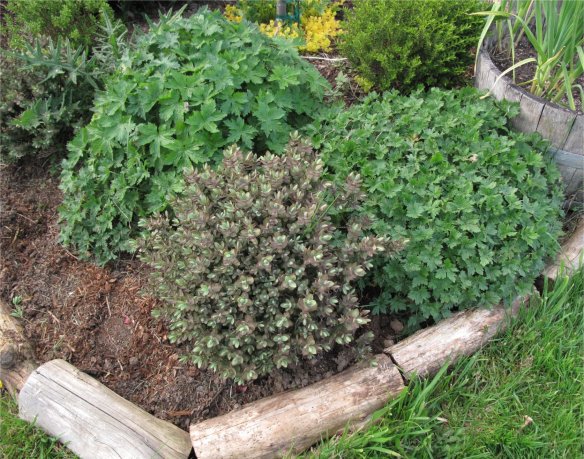 clumping geraniums front of border