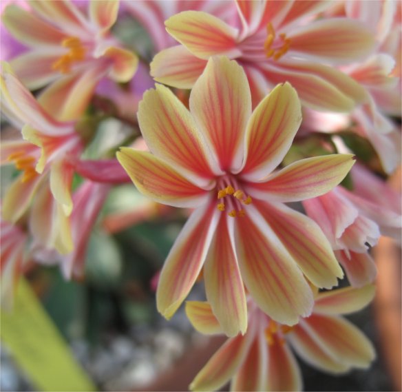 Lewisia cotyledon hybrid