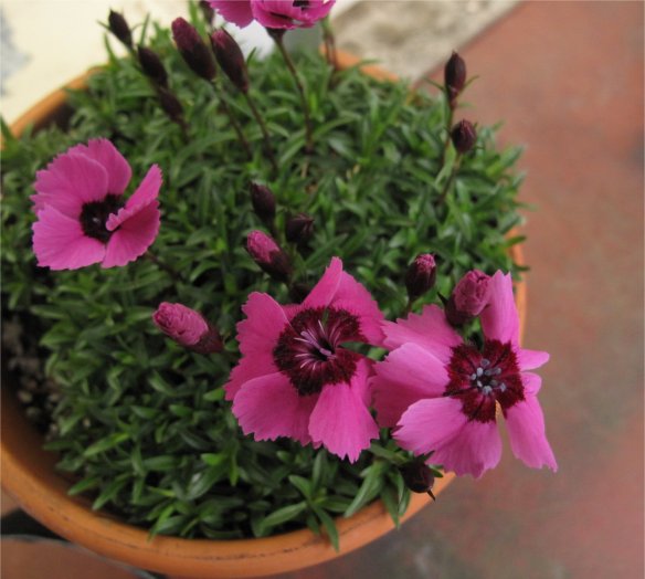 Dianthus alpinus