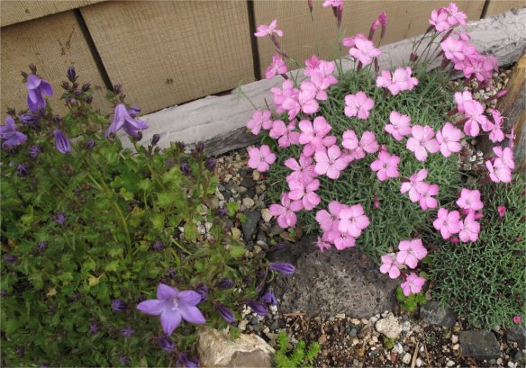 Dianthus -Campanula Trough