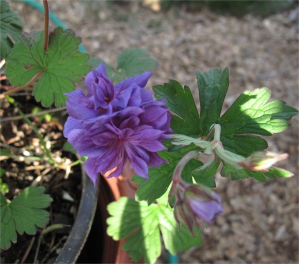 Geranium himalayense