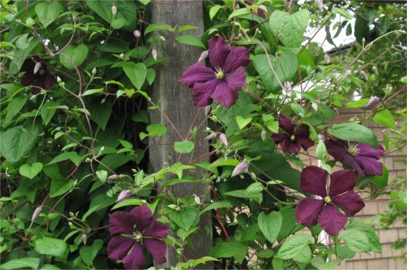 Clematis jackmanii climbing arbor