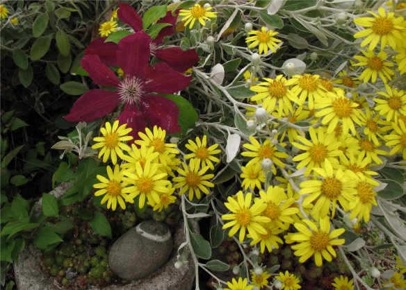 clematis roaming through Senecio
