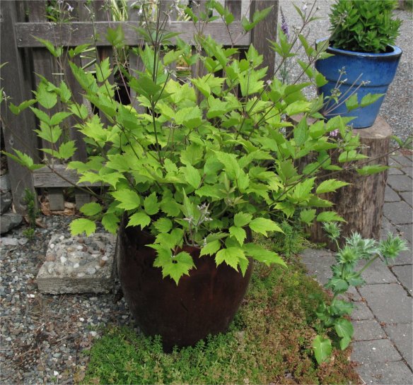 clematis stans leaves