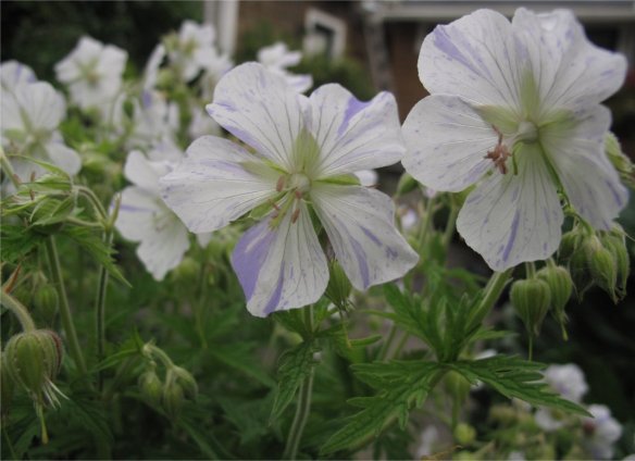 Variegated Hardy Geranium unknown cultivar