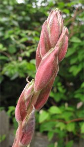 Yucca getting ready to bloom