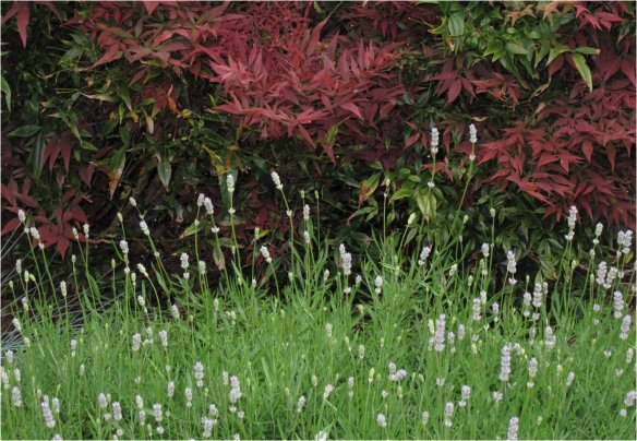 Nandina and lavender