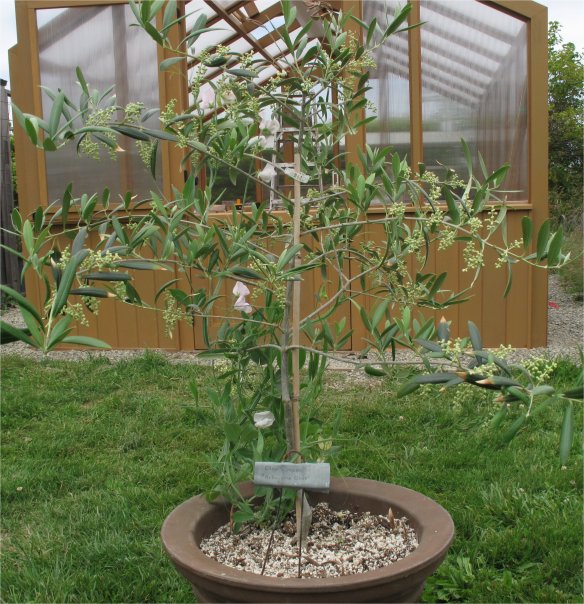 Olea europaea arbequina