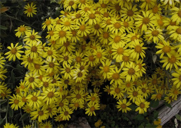 Senecio greyii blooms en masse