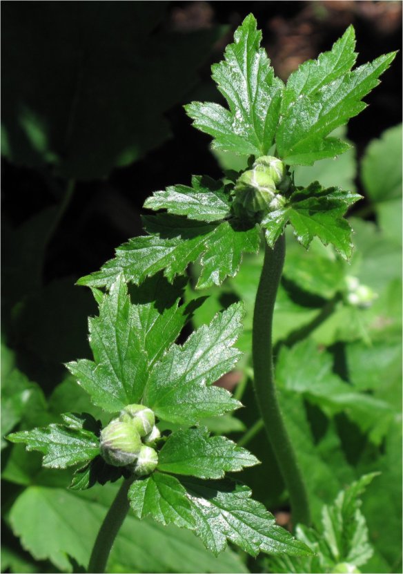  Anemone hupehensis var. japonica 'Prinz Heinrich' 