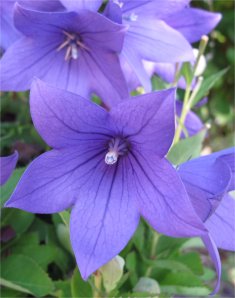 Balloon Flower