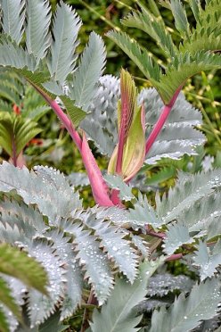 melianthus