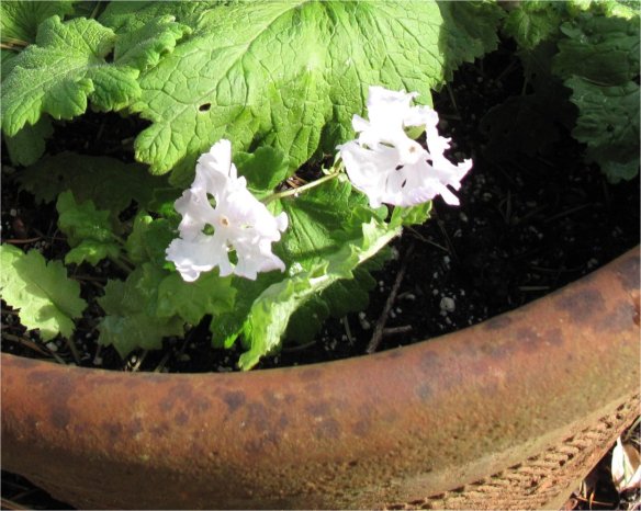 Primula seiboldii
