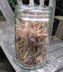 seeds meconopsis cambrica