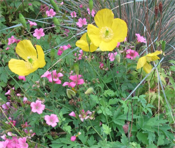 Welsh poppies