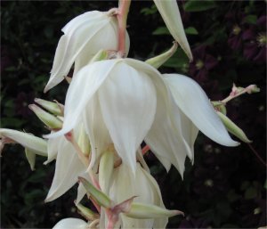 Yucca Bloom