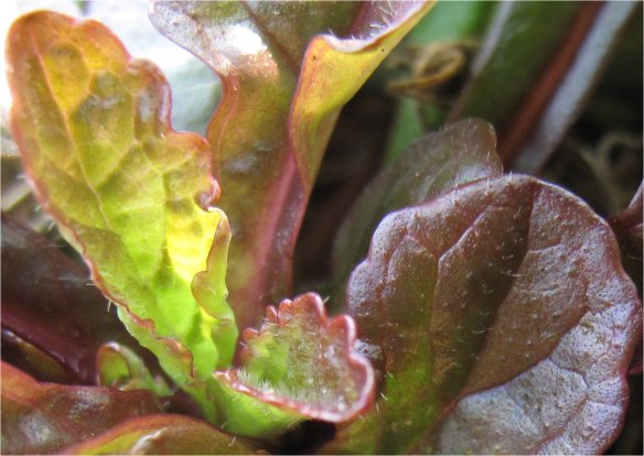 ajuga leaf