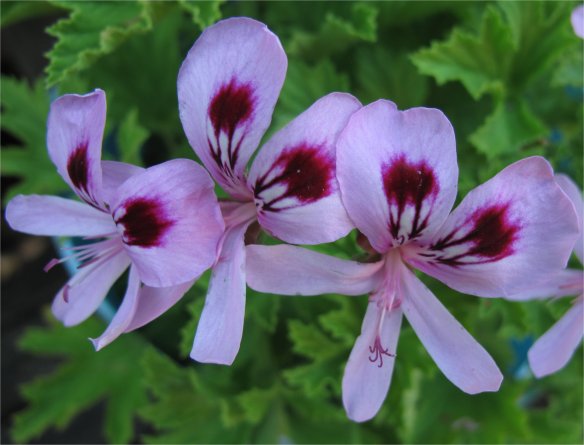 scented geranium